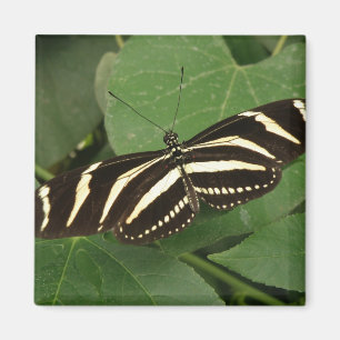 Imán Magnate de la mariposa de cebra