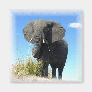 Imán Magnate de la Plaza del Elefante Africano