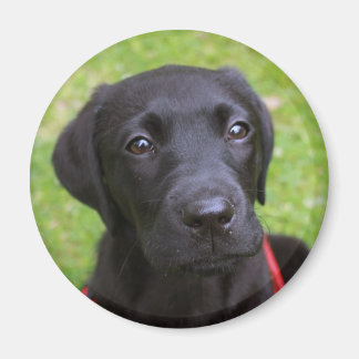 Imán Magnate de Labrador Negro