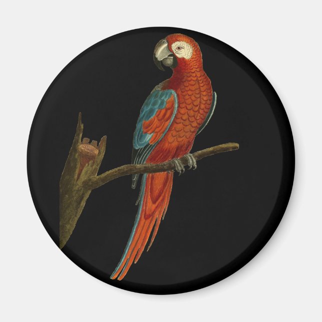 Imán Magnate de loro de Ara (Frente)