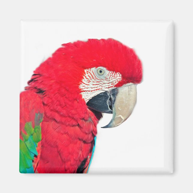 Imán Magnate de loro de macao rojo y verde (Frente)