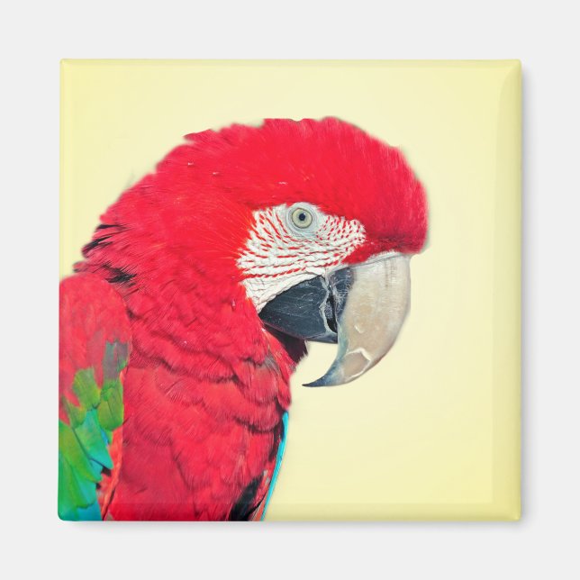 Imán Magnate de loro de macao rojo y verde (Frente)