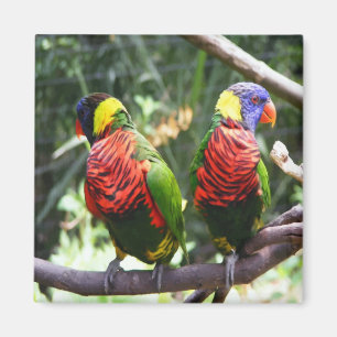 Imán Magnate de loros coloridos
