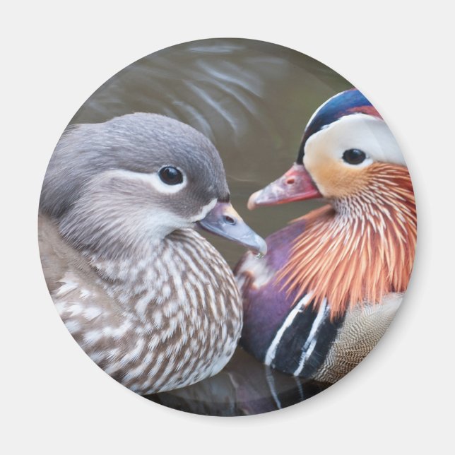 Imán Magnate de los Ducks de Amor (Frente)