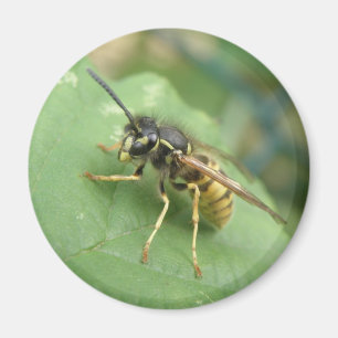 Imán Magnate de macros de sobrevuelo