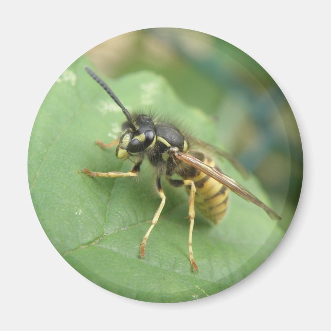 Imán Magnate de macros de sobrevuelo (Frente)