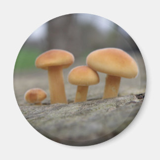 Imán Magnate de macros de taburetes pequeños