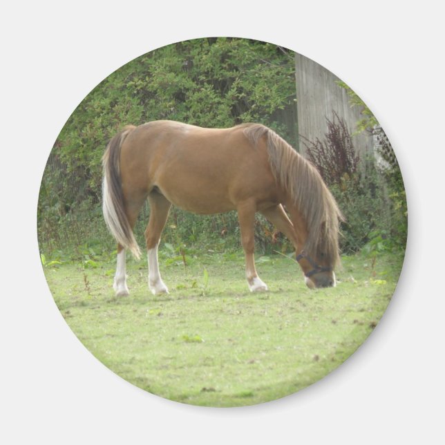 Imán Magnate de manitas de caballo marrón castaño (Frente)