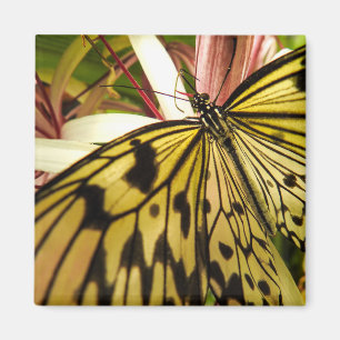 Imán Magnate de mariposa