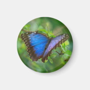Imán Magnate de mariposa azul