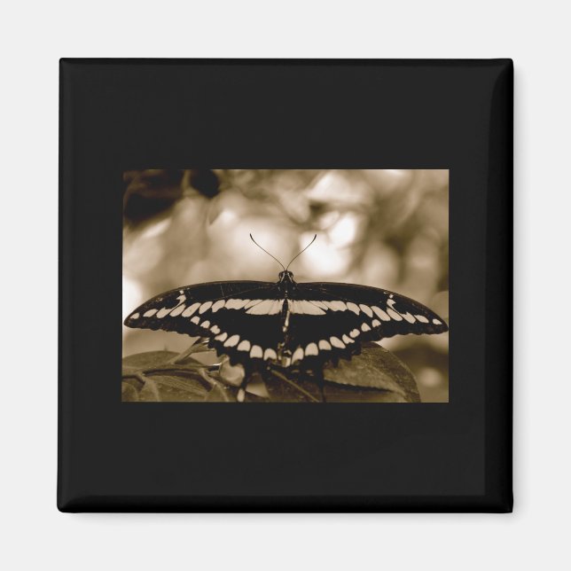 Imán Magnate de mariposa B/W (Frente)
