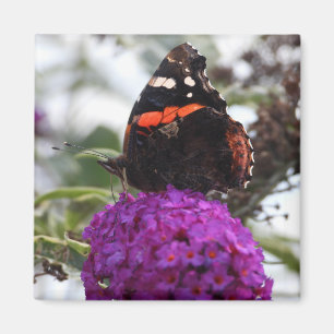 Imán Magnate de mariposa de almirante rojo