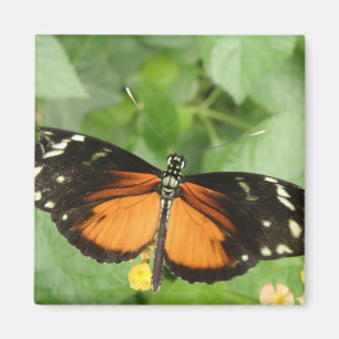 Imán Magnate de mariposa de larga duración del tigre