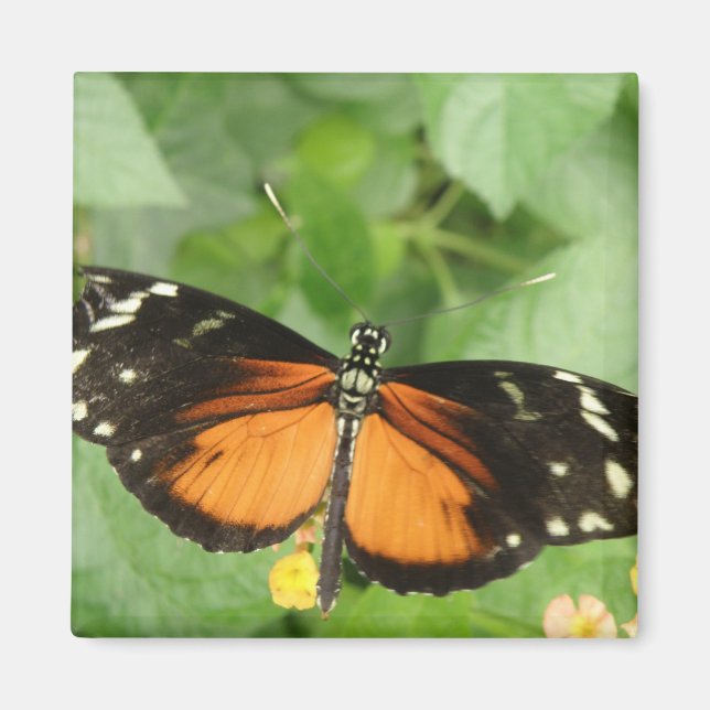Imán Magnate de mariposa de larga duración del tigre (Frente)