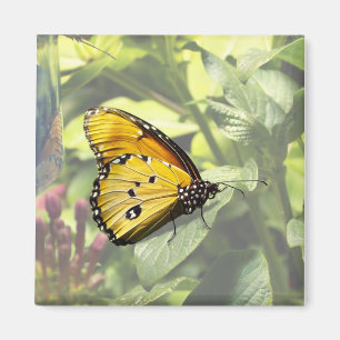 Imán Magnate de mariposa de tigre liso