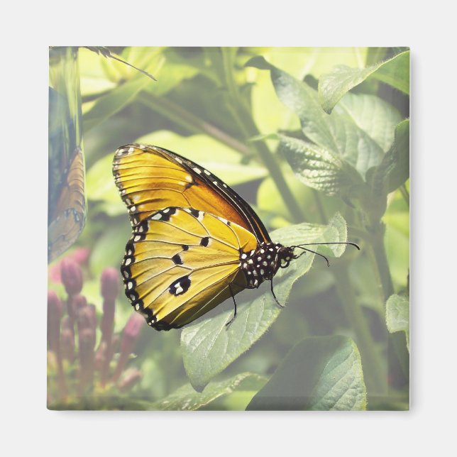 Imán Magnate de mariposa de tigre liso (Frente)