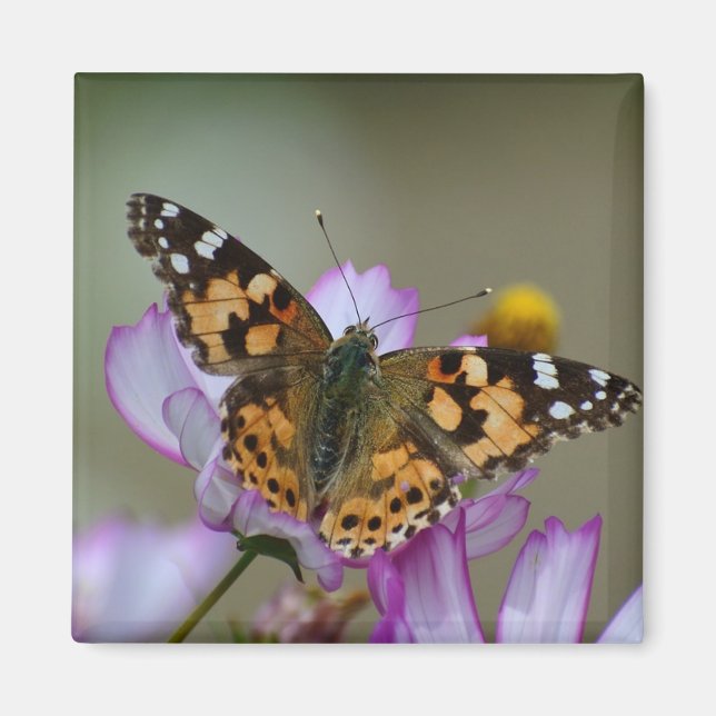 Imán Magnate de mariposa hermosa (Frente)