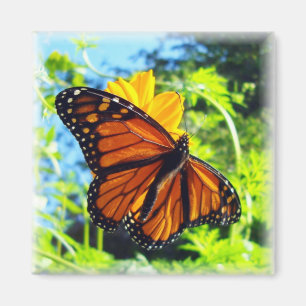 Imán Magnate de mariposa monarca