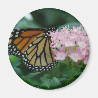 Imán Magnate de mariposa monarca