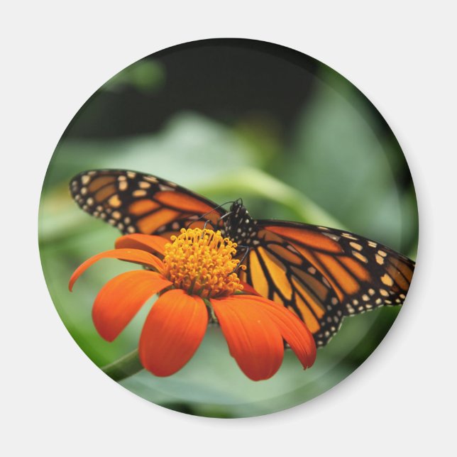 Imán Magnate de mariposa monarca (Frente)