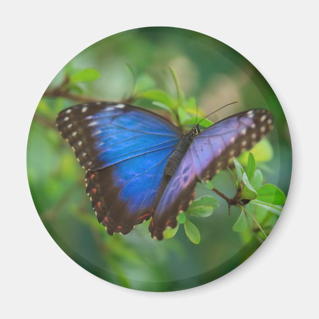 Imán Magnate de mariposa morfa azul (Frente)