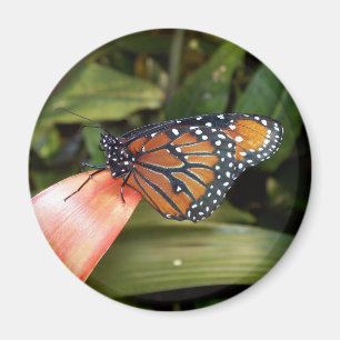 Imán Magnate de mariposa reina