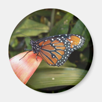 Imán Magnate de mariposa reina