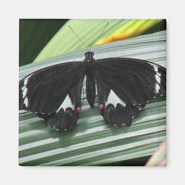 Imán Magnate de mariposa tropical blanco y negro (Frente)