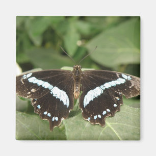 Imán Magnate de mariposa tropical negra y blanca