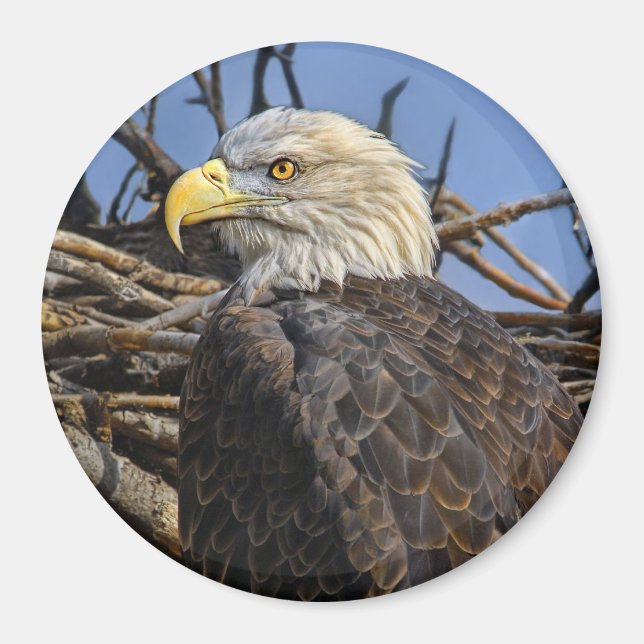 Imán Magnate de nido de primavera de águila calva (Frente)
