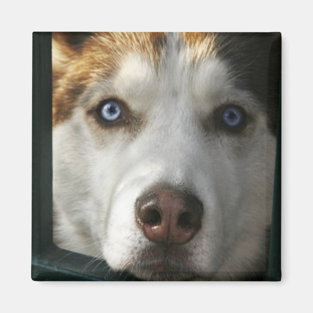 Imán Magnate De Ojos De Cachorro (Frente)