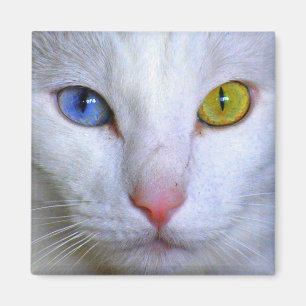 Imán Magnate de ojos extraños de angora turca