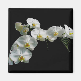Imán Magnate de orquídeas blancas