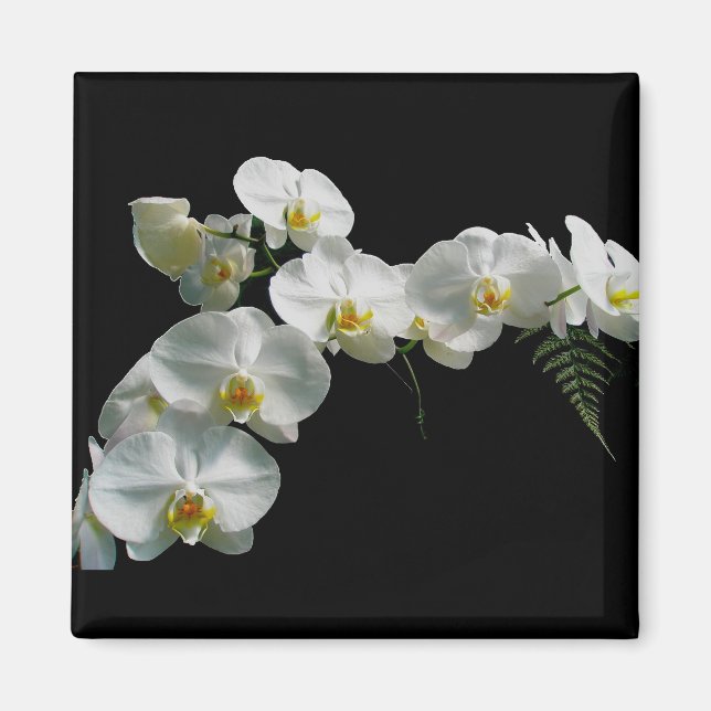 Imán Magnate de orquídeas blancas (Frente)