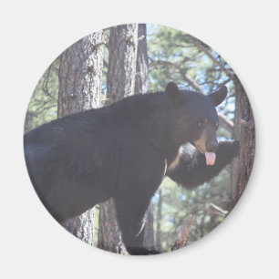 Imán Magnate de oso negro