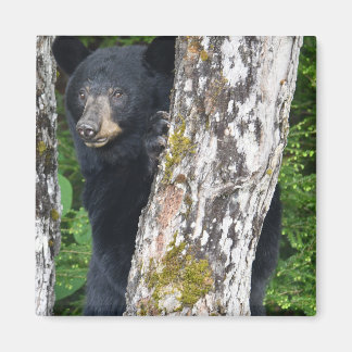 Imán Magnate de oso negro