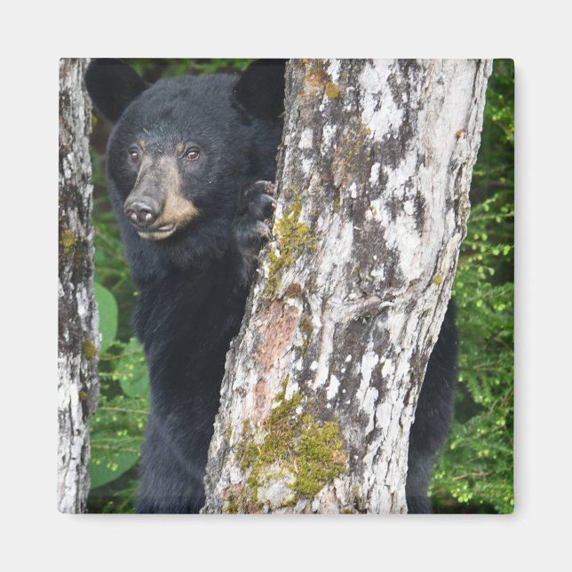 Imán Magnate de oso negro (Frente)