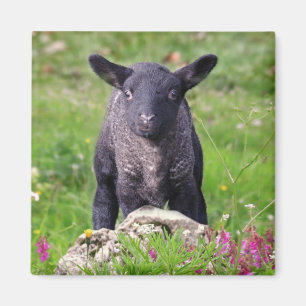 Imán Magnate de ovejas negras Baa-Baa