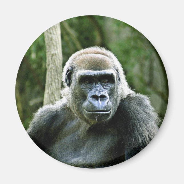 Imán Magnate de perfil de gorila (Frente)
