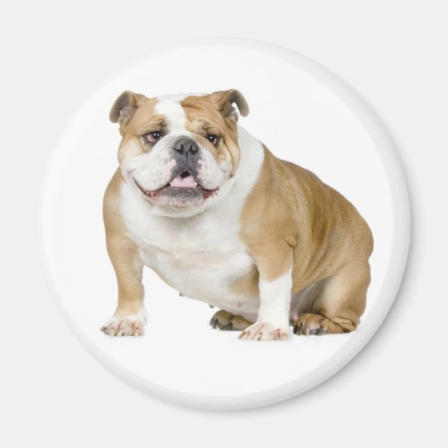Imán Magnate de perro de cachorro de Bulldog inglés (Frente)