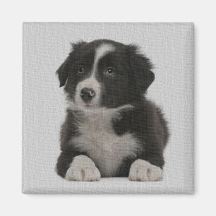 Imán Magnate de Personalizado de perro cachorro de bord