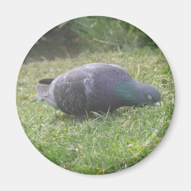 Imán Magnate de pichón durmiente (Frente)