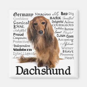 Imán Magnate de pistas de Dachshund