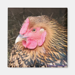 Imán Magnate de pollo #2 Wyandotte con trazo dorado