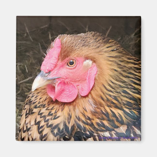 Imán Magnate de pollo #2 Wyandotte con trazo dorado