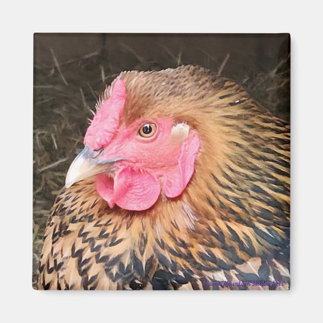 Imán Magnate de pollo #2 Wyandotte con trazo dorado (Frente)