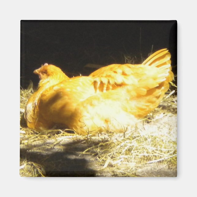 Imán Magnate de pollo dorado (Frente)