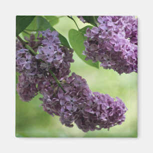 Imán Magnate de primavera encantador