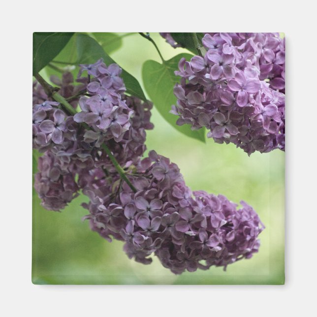 Imán Magnate de primavera encantador (Frente)