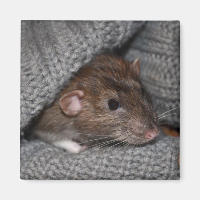 Imán Magnate de Rata Dumbo (Frente)